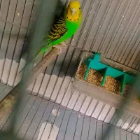 مرغ عشق با جوجه|پرنده|رشت, پستک|دیوار