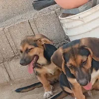 سگ.