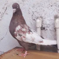 کبوتر  سینه تافته ای نروماده|پرنده|شیراز, حافظیه|دیوار