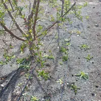 طراحی و اجرای لوله کشی قطره ای کشاورزی