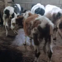 گوساله سمنتال ودورگ خوب