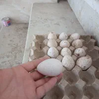 تخم بوقلمون