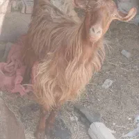 ۲۵۰۰۰۰۰۰۰