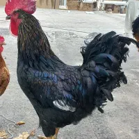 دو عدد خروس سرحال