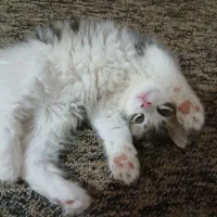 واگذاری فوری،گربه های نژاددارواصیل|گربه|اهواز, کوی جانبازان(دانش)|دیوار