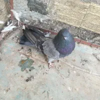 سرول لیمویی|پرنده|قشلاق دشت, |دیوار