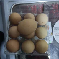 تخم نطفه دار پیلیمونت راک