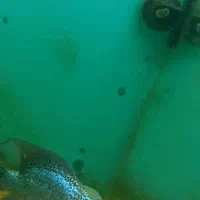 کامفا|ماهی|قم, پردیسان|دیوار