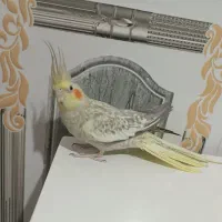 عروس هلندی ماده