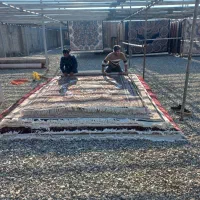 قالیشویی رخسار در ۵۶۷۹۶۵۰۰