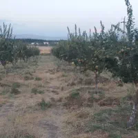 میوه به (بید)|خوردنی و آشامیدنی|هرسین, |دیوار