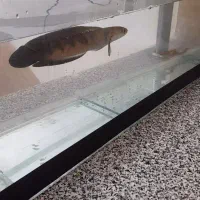 چانا رد مارو وحشی