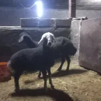 فروش فوری نیاز ب پول