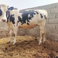 گاو هلشتاین