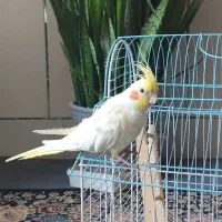 عروس هلندی لوتینو