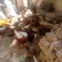 تعداد زیادی مرغ. رسمی تخم گذار وخروس لاری|حیوانات مزرعه|کهریزک, |دیوار