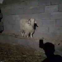 بز محلی|حیوانات مزرعه|سیرجان, |دیوار