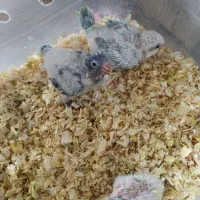 جوجه سرلاکی راهب کراس اور و ابی