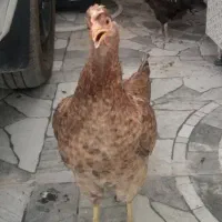 گمشده،مرغ گمشده
