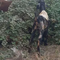 یک عدد بزغاله نر تعاونی