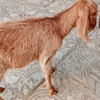 بزغاله مناسب|حیوانات مزرعه|بیرجند, |دیوار