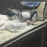 کبوتر|پرنده|خمینیشهر, |دیوار