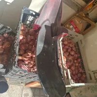 گلگیر قرمز آپاچی کارکرده بدون شکستگی|قطعات یدکی و لوازم جانبی|پاکدشت, حصار امیر|دیوار