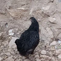 فروش مرغ و جوجه خروس