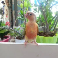عروس قناری فنچ مرغ عشق کوتوله قفس