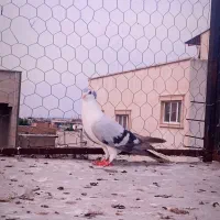 کبوتر ساده سبز کاکولی