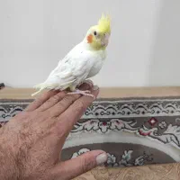 یک عدد عروس هلندی|پرنده|رباط‌کریم, مسکن مهر آبشناسان|دیوار