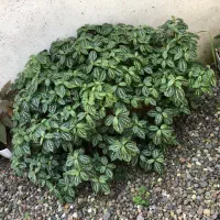 گل پیله آ|گل و گیاه طبیعی|رشت, بلوار گیلان|دیوار