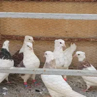 کبوتر رنگی|پرنده|شوشتر, |دیوار