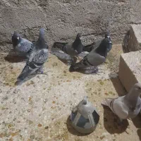 کبوتر ،جوجه مسافت بلند ۲۰۲۶|پرنده|شیروان (خراسان), |دیوار