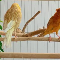 یک جفت قناری نر بخون ماده مست