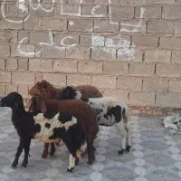 چهار عدد بره در شادگان|حیوانات مزرعه|اهواز, امانیه|دیوار