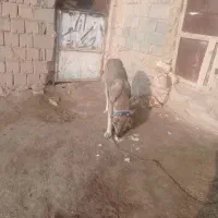 ماده سرابی2ساله