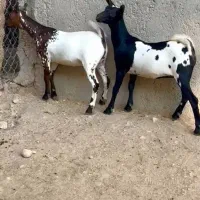 عمان بزغاله|حیوانات مزرعه|ساری, |دیوار