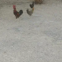 فروش 2مرغ محلی و1 خروس