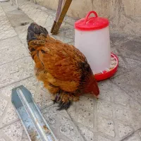 مرغ برهما|حیوانات مزرعه|تهران, شهید رجایی|دیوار