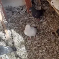 6 تا کبوتر نر فقط ۱۱۰۰