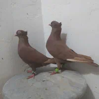 جفت سرخ کاکلی