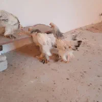 نیمچه برهما