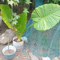 گل های طبیعی آپارتمانی