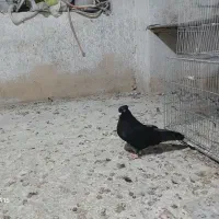 کبوترسیاتی|پرنده|کرمانشاه, |دیوار