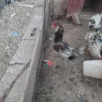 فروش خروس گلین|حیوانات مزرعه|یزدان شهر, |دیوار