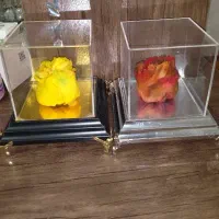 گل جاودان رنگی|گل و گیاه طبیعی|قرچک, محمد آباد|دیوار