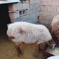 میش چینی آبستن|حیوانات مزرعه|کرمان, |دیوار