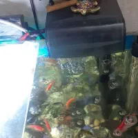 اگواریم|ماهی|پاکدشت, پاکدشت (مامازند)|دیوار