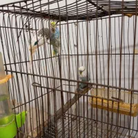 عروس و مرغ عشق|پرنده|علی‌آباد کتول, |دیوار